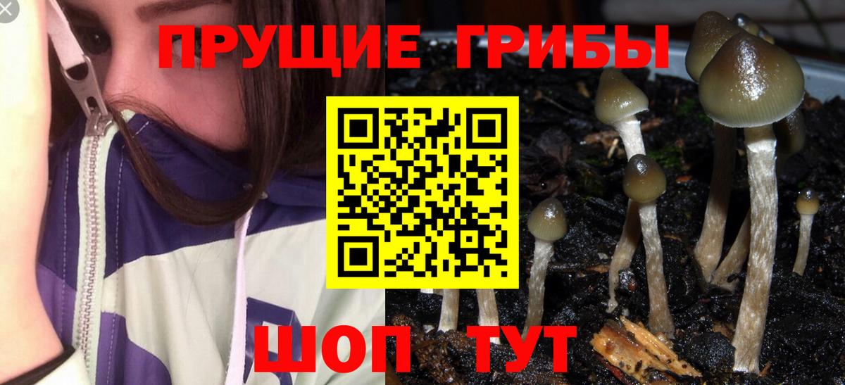 Глазов  Псилоцибиновые грибы мухоморы  Псилоцибиновые грибы мицелий  Вход с VPN 